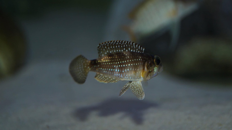 Lamprologus meleagris